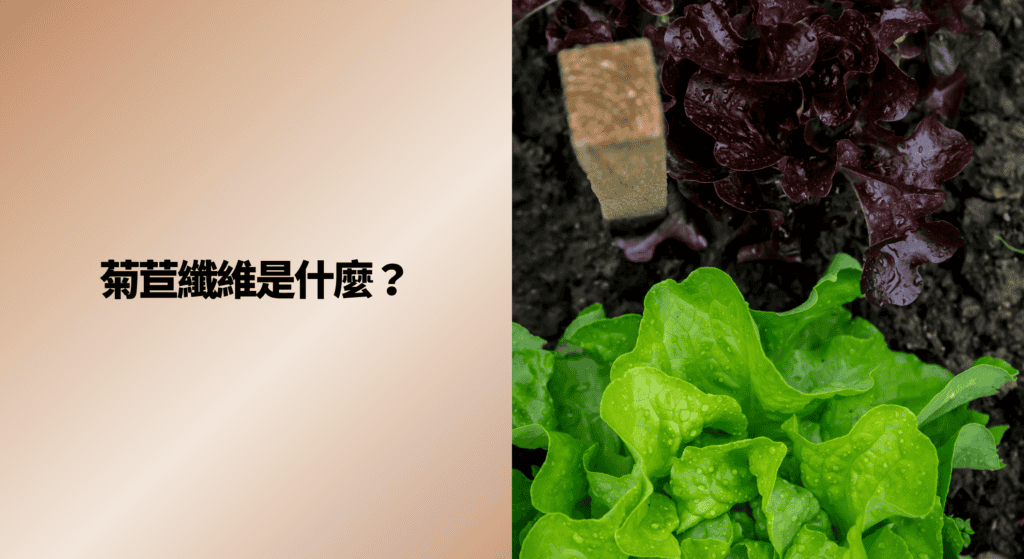 菊苣纖維是什麼？