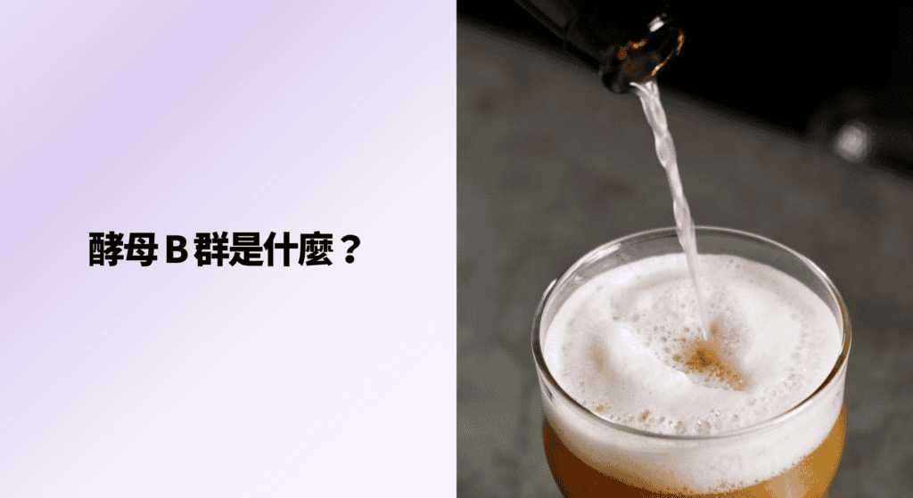 酵母 B 群是什麼？