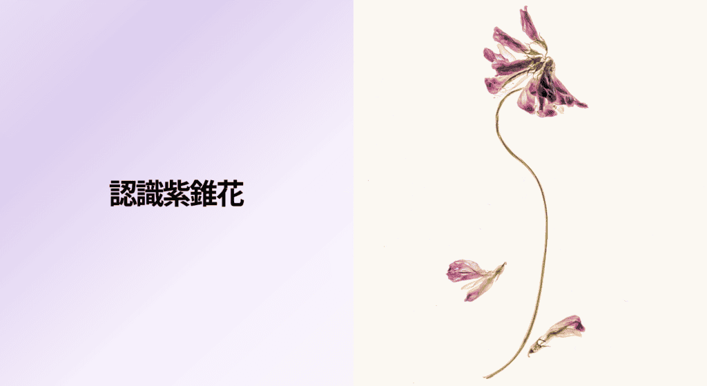 認識紫錐花